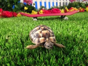 Artificial Grass For Animals