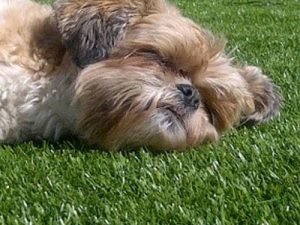 Artificial Grass For Animals